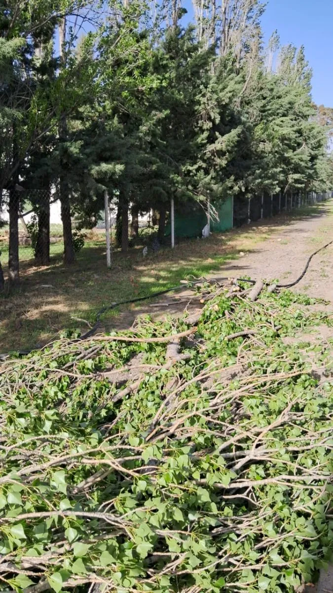 El viento provocó cortes de luz voladuras de techo y árboles caídos