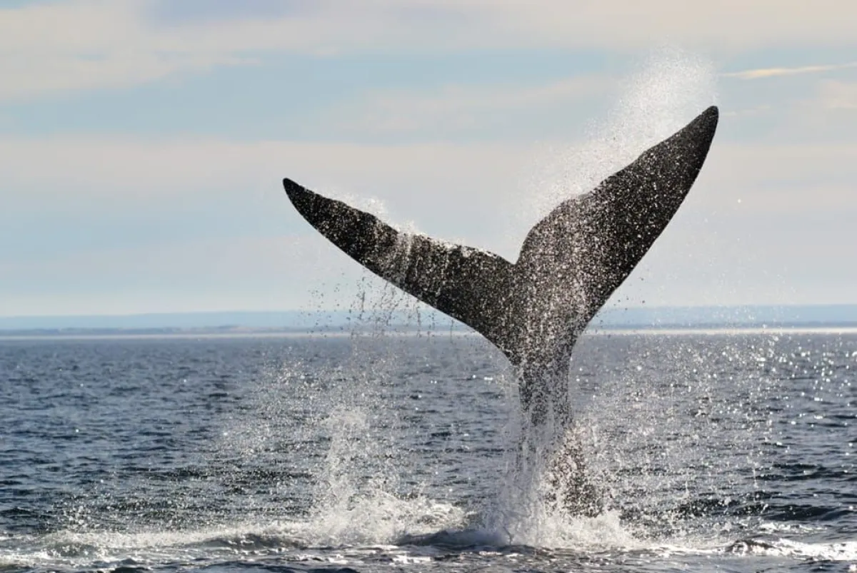 Foto: Jonatan Padilla