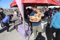 En el mes aniversario, Neuquén suma dos grandes jornadas dedicadas al bienestar animal