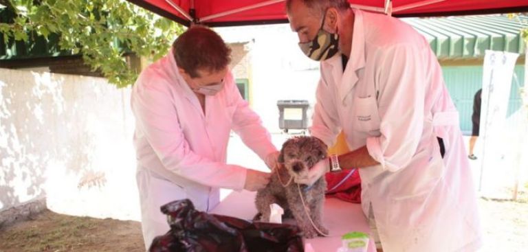 Neuquén es el único municipio argentino que participará en la jornada latinoamericana de castración masiva de perros y gatos  thumbnail