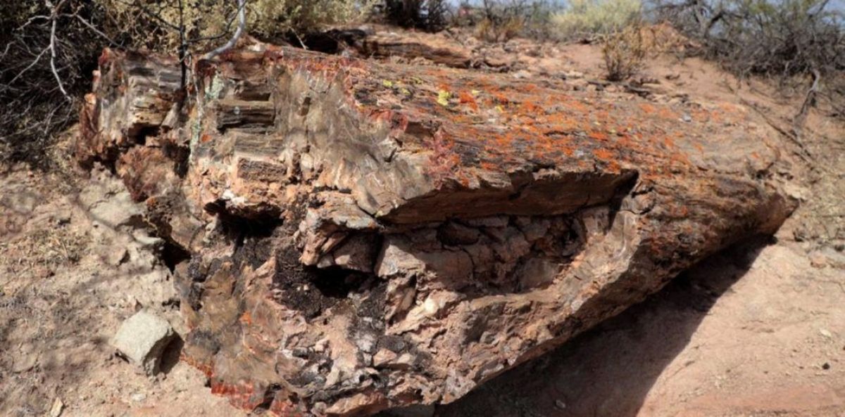 Declararon el "Bosque Petrificado El Sauce" como paleontológica protegida