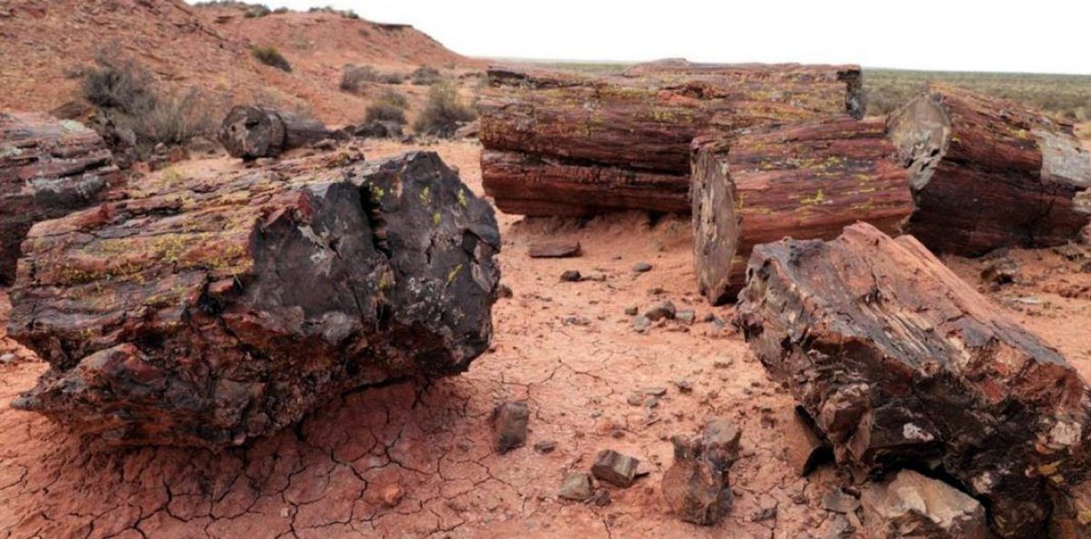 Declararon el "Bosque Petrificado El Sauce" como paleontológica protegida