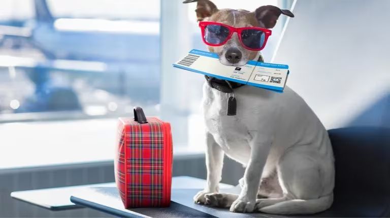 Como funcionará el nuevo "pasaporte veterinario" para viajar con mascotas al exterior  thumbnail
