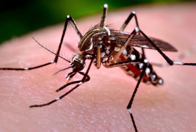 Confirmaron la primera muerte por coinfección de dengue en la Argentina  thumbnail
