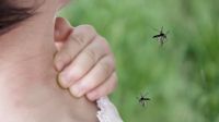 Pico de mosquitos en el AMBA: alerta por la especie vectora de la encefalitis equina