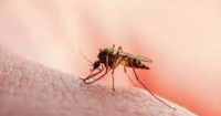 Salta registró 427 casos de dengue en la última semana epidemiológica