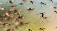 Adorni afirmó que la invasión de mosquitos que sufre el AMBA es responsabilidad del Gobierno anterior
