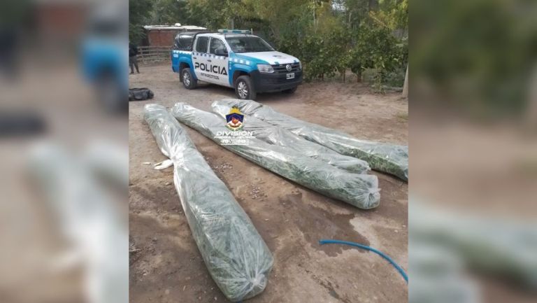 Secuestraron 185 plantas de marihuana en un allanamiento en Vista Alegre  thumbnail