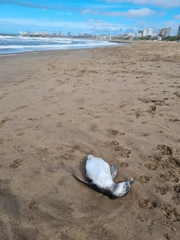 Preocupación en Mar del Plata: aparecieron decenas de pingüinos muertos en la playa  thumbnail