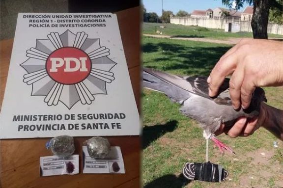 Insólito: quisieron usar una paloma mensajera para entrar droga a la cárcel de Coronda  thumbnail