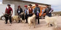 La producción ganadera se potenció en la 11° Feria de Castrones de Los Chihuidos