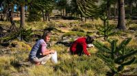 Realizaron siembra de piñones en el Área Natural Protegida Copahue