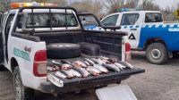 Pesca furtiva: Fauna infraccionó a pescadores e incautó 30 truchas