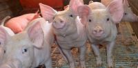 Apoyo provincial a la producción porcina