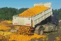 Tiraron toneladas de mandarinas por falta de venta