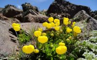 Darán charlas sobre la conservación de flora en montañas neuquinas