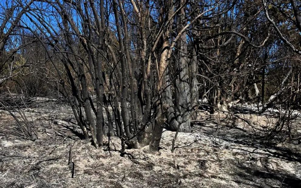 Está controlado el incendio en Meliquina