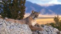 Reubicaron un puma que ingresó a una posta sanitaria en Kilca