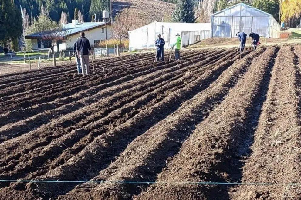 Reactivan el cultivo de tulipanes en el Alto Neuquén