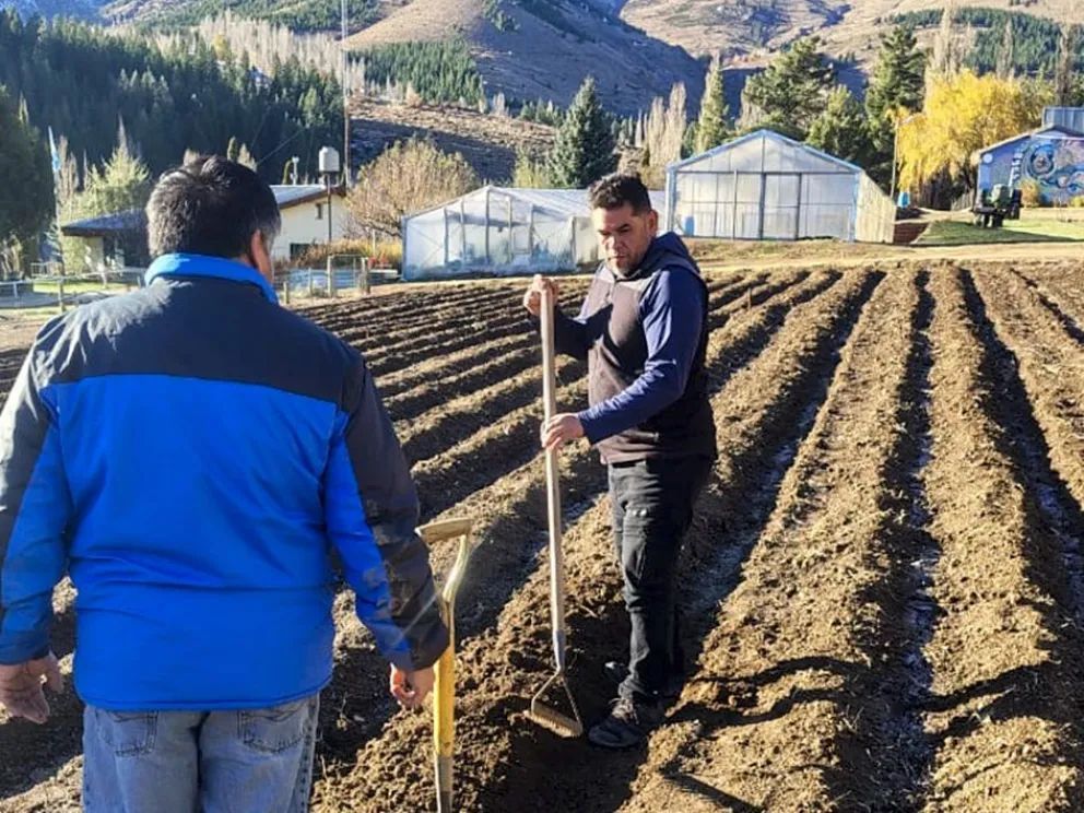Reactivan el cultivo de tulipanes en el Alto Neuquén