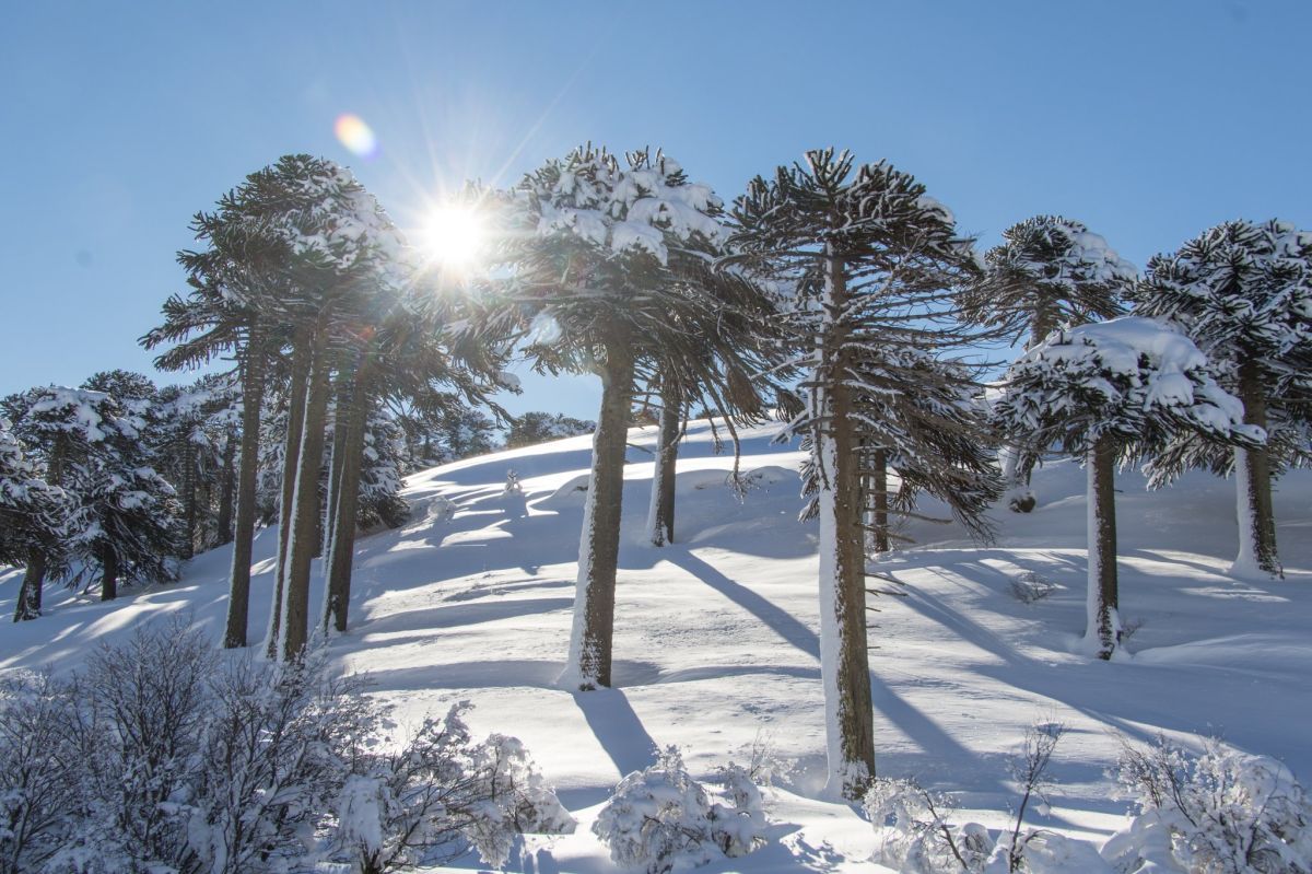 Nieve, trekking, pesca y qué más: Estas seis propuestas de Invierno de Aluminé