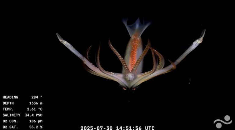 CONICET transmite en vivo su expedición a 3.900 metros de profundidad