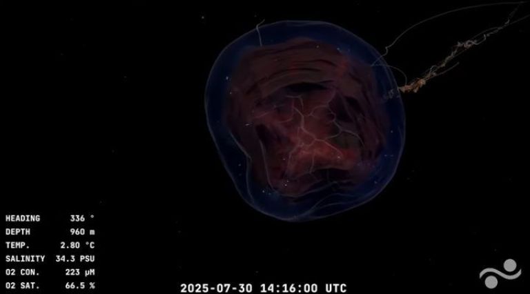 CONICET transmite en vivo su expedición a 3.900 metros de profundidad