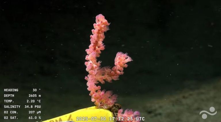 CONICET transmite en vivo su expedición a 3.900 metros de profundidad