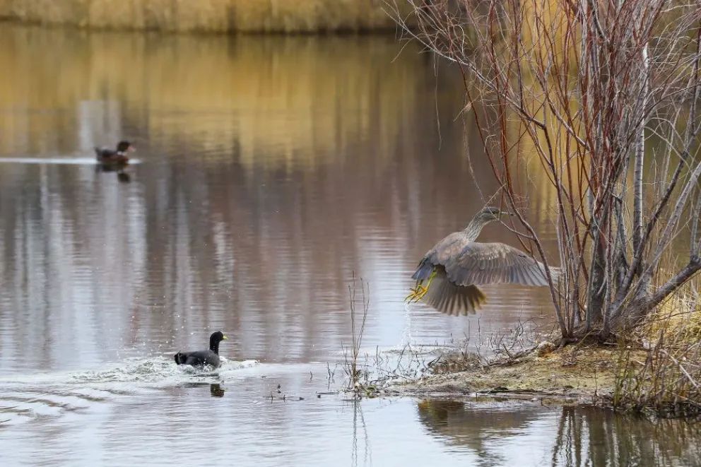 Picún Leufú fomenta y atrae turismo con sus lagunas naturales y el nuevo museo 