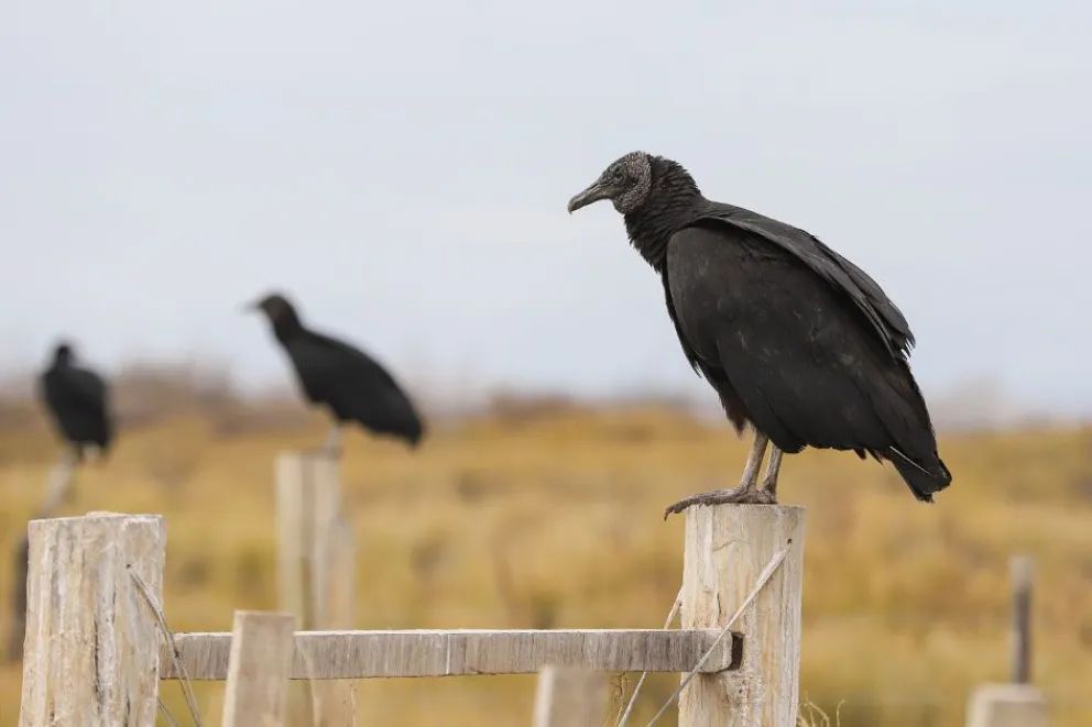 Picún Leufú fomenta y atrae turismo con sus lagunas naturales y el nuevo museo 