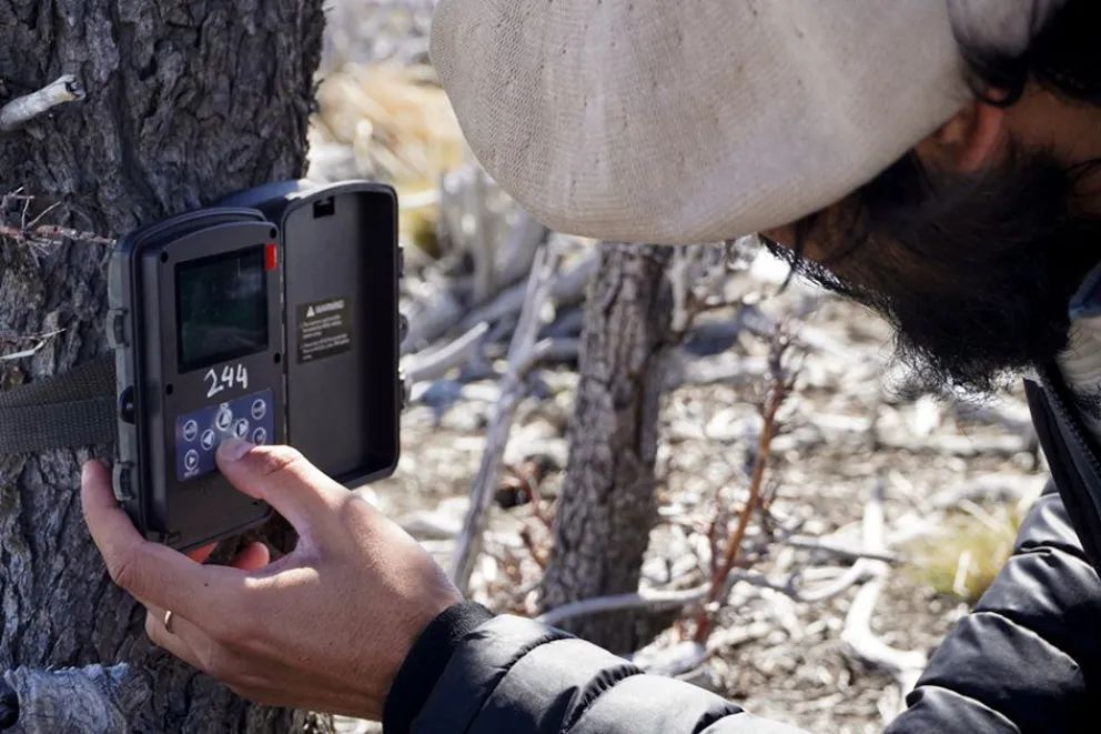 Nuevas imágenes de pumas fortalecen la conservación