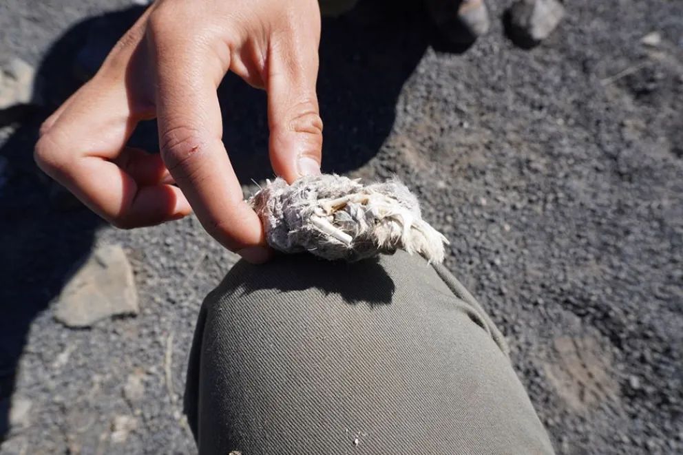 Nuevas imágenes de pumas fortalecen la conservación