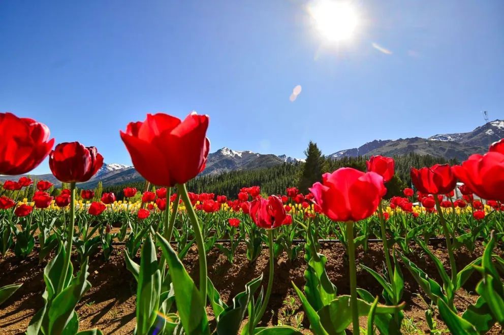 Resultados positivos de la primera temporada de tulipanes en Huinganco