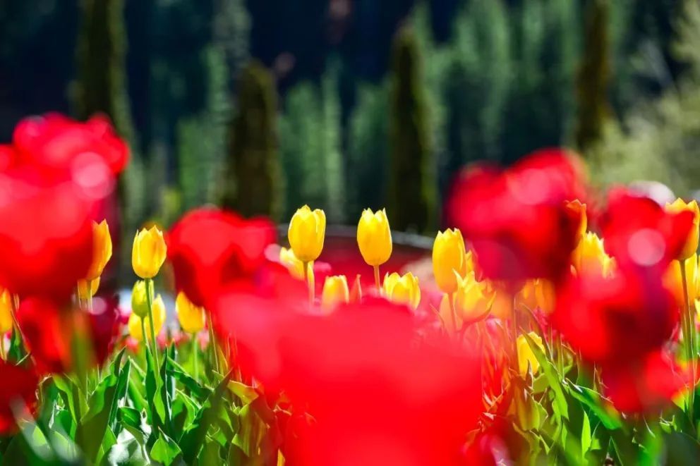 Resultados positivos de la primera temporada de tulipanes en Huinganco