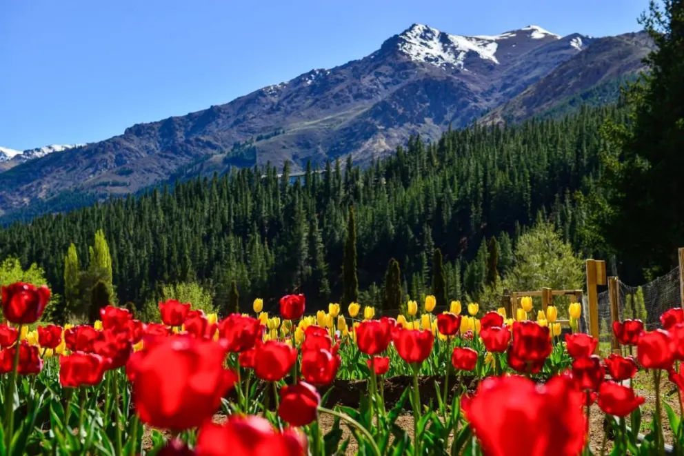 Resultados positivos de la primera temporada de tulipanes en Huinganco