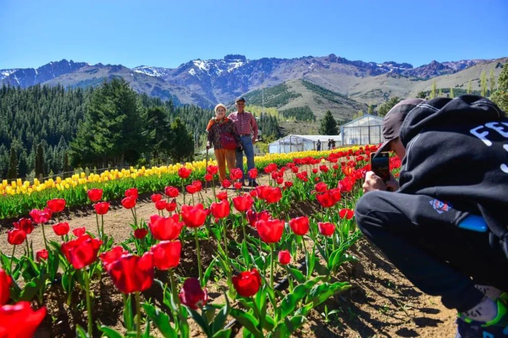 Resultados positivos de la primera temporada de tulipanes en Huinganco