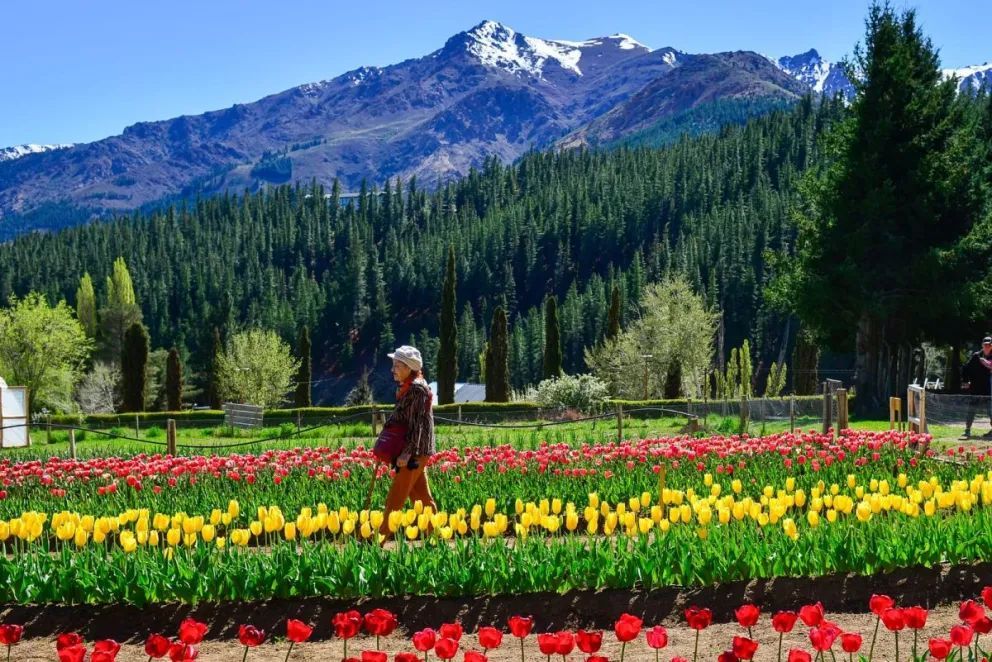 Resultados positivos de la primera temporada de tulipanes en Huinganco