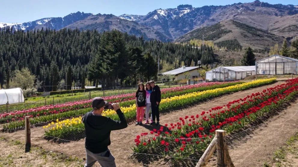 Resultados positivos de la primera temporada de tulipanes en Huinganco