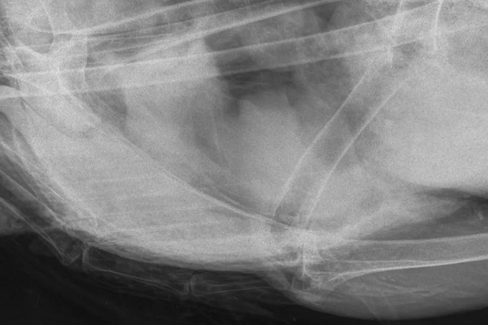 Rescataron a un cóndor andino herido en el paraje Cancha Huinganco