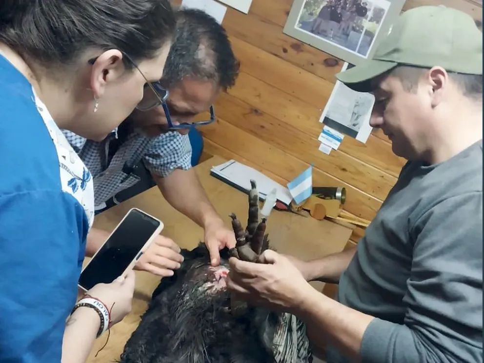 Rescataron a un cóndor andino herido en el paraje Cancha Huinganco