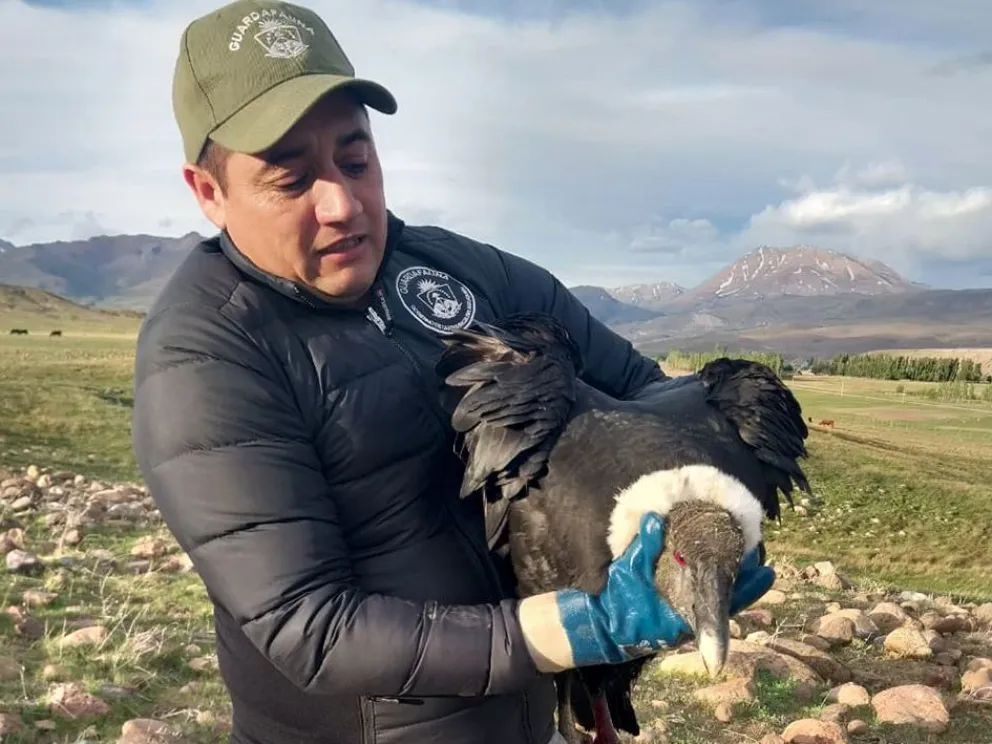 Rescataron a un cóndor andino herido en el paraje Cancha Huinganco