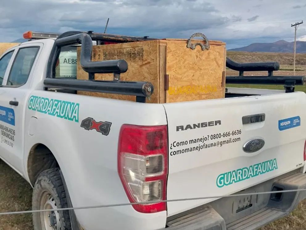 Rescataron a un cóndor andino herido en el paraje Cancha Huinganco