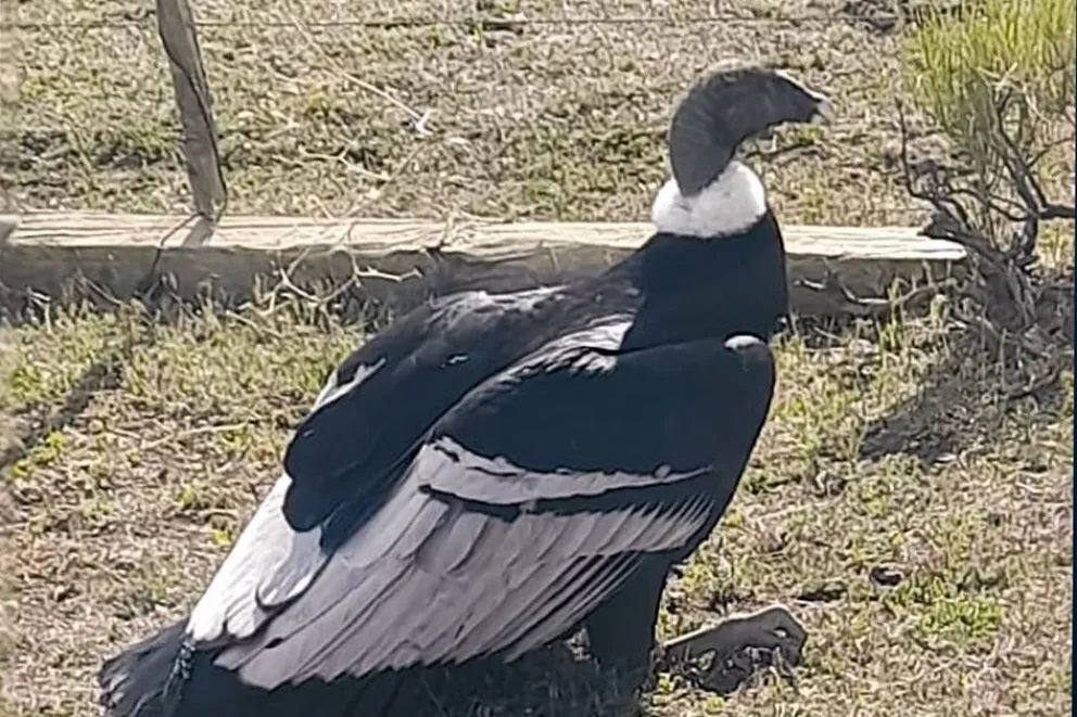 Rescataron a un cóndor andino herido en el paraje Cancha Huinganco