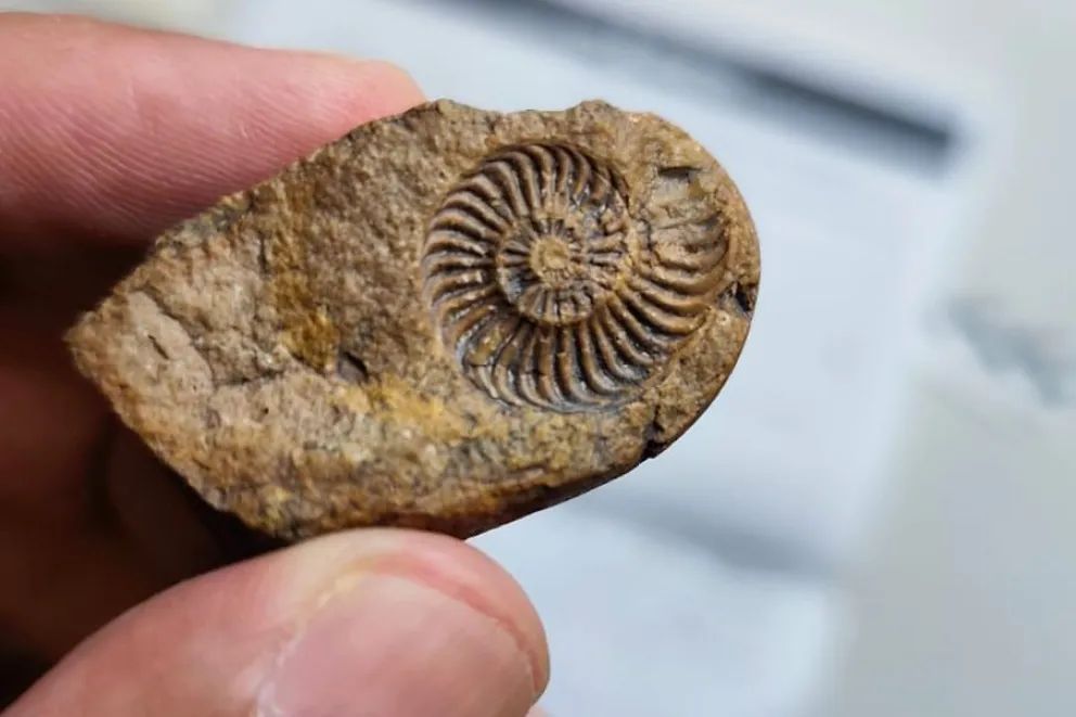 Recuerdan que la compra y venta de fósiles y material arqueológico está prohibida por ley