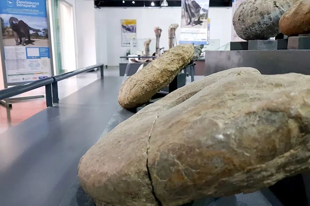 Día del Paleontólogo: Destacan el rol científico y educativo en la provincia