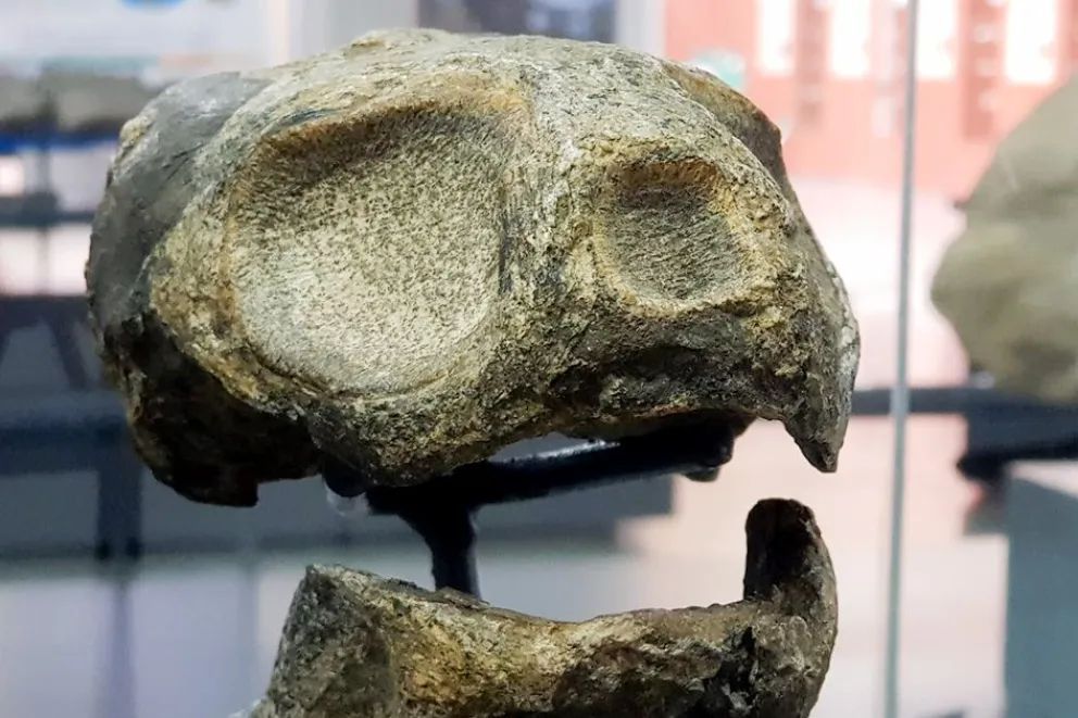 Día del Paleontólogo: Destacan el rol científico y educativo en la provincia