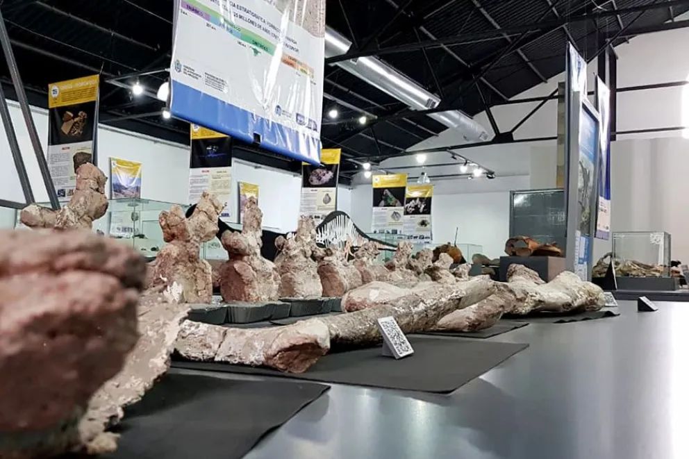 Día del Paleontólogo: Destacan el rol científico y educativo en la provincia