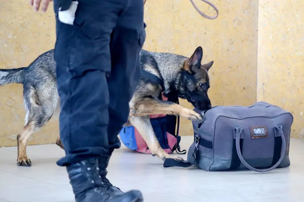 Realizaron un operativo antidrogas en la Terminal de Neuquén