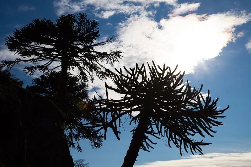 Villa Pehuenia-Moquehue, donde el pehuén abraza la cordillera