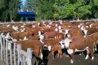 Emergencia por sequía: destacan la importancia de implementar el destete precoz